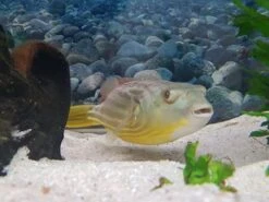 Nilkugelfisch, Tetraodon Fahaka (lineatus) 6 Nilkugelfisch, Tetraodon Fahaka (lineatus) -Zoofachgeschäft Tetraodon fahaka 3