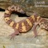 Texas-Krallengecko, Coleonyx Brevis 2 Texas-Krallengecko, Coleonyx Brevis -Zoofachgeschäft Texas Krallengecko Coleonyx brevis 2