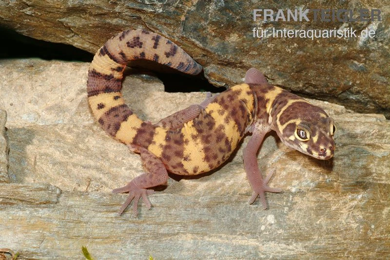 Texas-Krallengecko, Coleonyx brevis Texas-Krallengecko, Coleonyx Brevis -Zoofachgeschäft Texas Krallengecko Coleonyx brevis 2