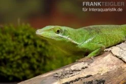 Tiburon Grünanole, Anolis Chlorocyanu 3 Tiburon Grünanole, Anolis Chlorocyanu -Zoofachgeschäft Tiburon Gruenanole Anolis chlorocyanu