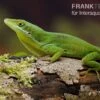 Tiburon Grünanole, Anolis Chlorocyanu -Zoofachgeschäft Tiburon Gruenanole Anolis chlorocyanu1