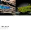 Tiger-Bundle: 10 X Blaue Tigergarnele, Caridina Cf. Cantonensis + Portion Javamoos -Zoofachgeschäft Tiger Bundle 10 Blaue Tigergarnele Caridina cantone