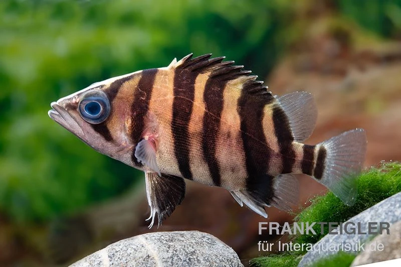 Tigerbarsch, Datnioides microlepis Tigerbarsch, Datnioides Microlepis -Zoofachgeschäft Tigerbarsch Datnioides microlepis 2