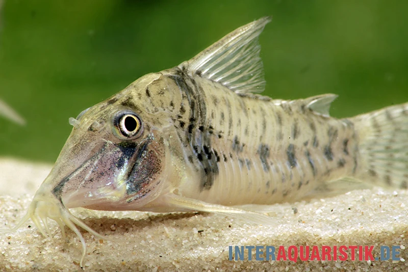Tigerpanzerwels, Corydoras orcesi Tigerpanzerwels, Corydoras Orcesi -Zoofachgeschäft Tigerpanzerwels Corydoras orcesi 2