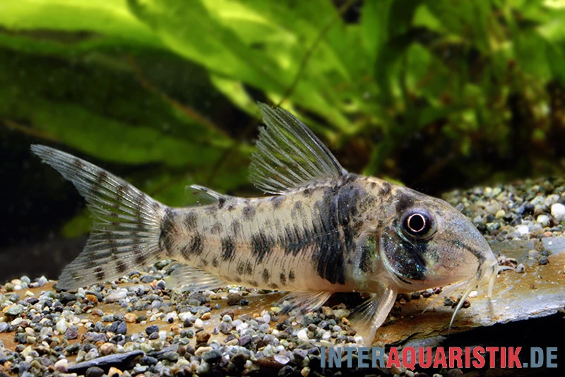 Tigerpanzerwels, Corydoras orcesi Tigerpanzerwels, Corydoras Orcesi -Zoofachgeschäft Tigerpanzerwels Corydoras orcesi