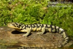Tigersalamander, Ambystoma Tigrinum Tigrinum -Zoofachgeschäft Tigersalamander Ambystoma tigrinum tigrinum1