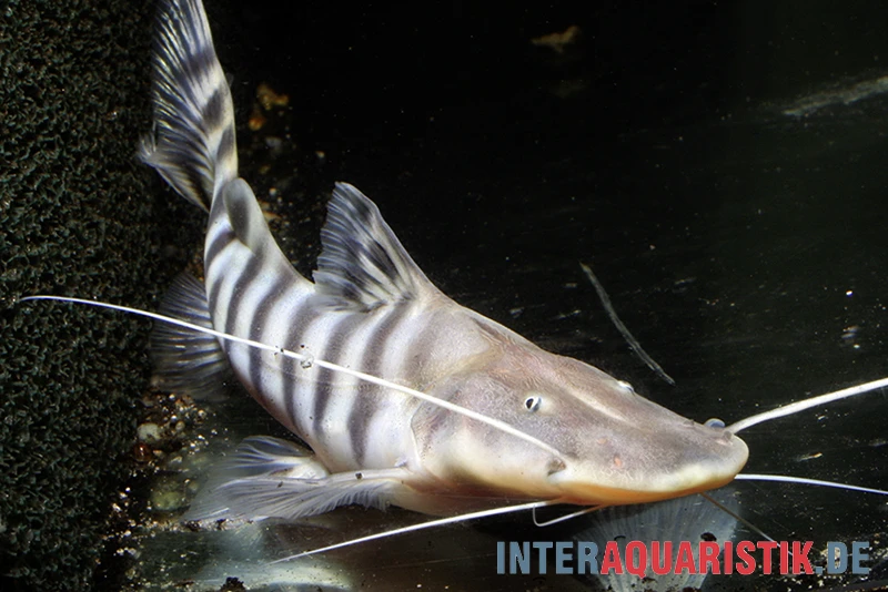 Tigerwels, Merodontotus tigrinus Tigerwels, Merodontotus Tigrinus -Zoofachgeschäft Tigerwels Merodontotus tigrinus