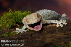 Tokeh, Gekko Gecko -Zoofachgeschäft Tokeh Gekko gecko 2