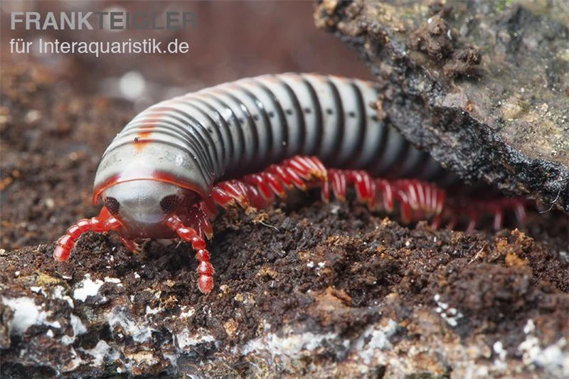 Regenbogentausendfüßer, Tonkinbolus dollfusi Regenbogentausendfüßer, Tonkinbolus Dollfusi -Zoofachgeschäft Tonkinbolus dollfusi 1