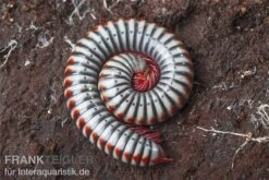 Regenbogentausendfüßer, Tonkinbolus Dollfusi 5 Regenbogentausendfüßer, Tonkinbolus Dollfusi -Zoofachgeschäft Tonkinbolus dollfusi 10
