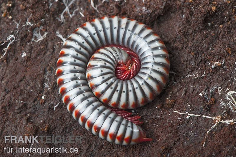 Regenbogentausendfüßer, Tonkinbolus dollfusi Regenbogentausendfüßer, Tonkinbolus Dollfusi -Zoofachgeschäft Tonkinbolus dollfusi 10
