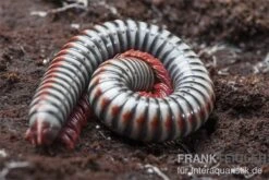 Regenbogentausendfüßer, Tonkinbolus Dollfusi 7 Regenbogentausendfüßer, Tonkinbolus Dollfusi -Zoofachgeschäft Tonkinbolus dollfusi 11