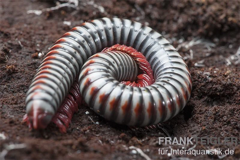 Regenbogentausendfüßer, Tonkinbolus dollfusi Regenbogentausendfüßer, Tonkinbolus Dollfusi -Zoofachgeschäft Tonkinbolus dollfusi 11