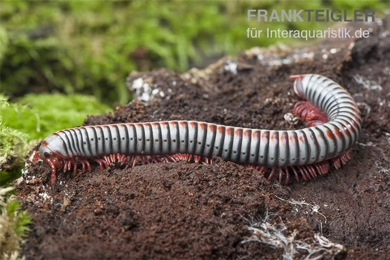 Regenbogentausendfüßer, Tonkinbolus dollfusi Regenbogentausendfüßer, Tonkinbolus Dollfusi -Zoofachgeschäft Tonkinbolus dollfusi 16