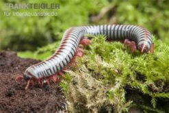 Regenbogentausendfüßer, Tonkinbolus Dollfusi 6 Regenbogentausendfüßer, Tonkinbolus Dollfusi -Zoofachgeschäft Tonkinbolus dollfusi 19