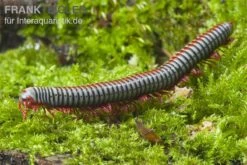 Regenbogentausendfüßer, Tonkinbolus Dollfusi 4 Regenbogentausendfüßer, Tonkinbolus Dollfusi -Zoofachgeschäft Tonkinbolus dollfusi 2