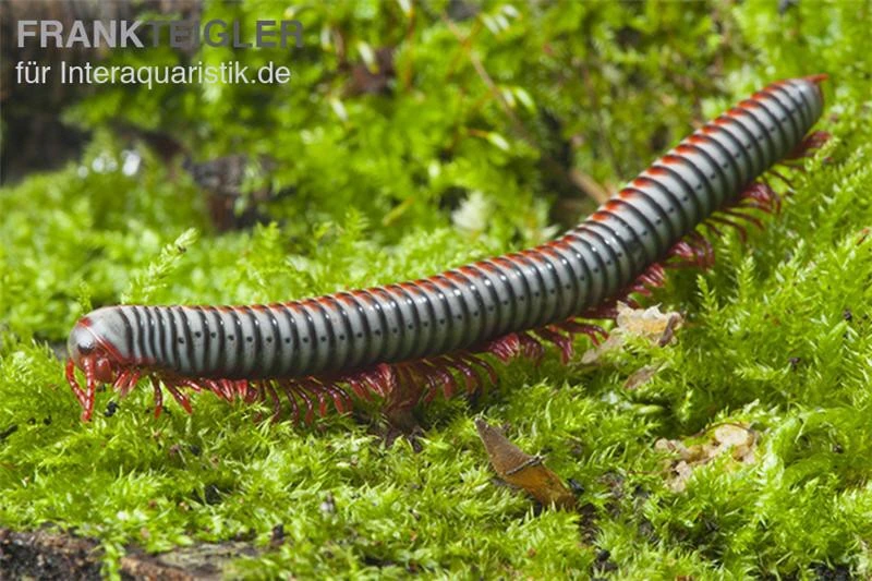 Regenbogentausendfüßer, Tonkinbolus dollfusi Regenbogentausendfüßer, Tonkinbolus Dollfusi -Zoofachgeschäft Tonkinbolus dollfusi 2