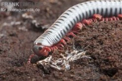 Regenbogentausendfüßer, Tonkinbolus Dollfusi 9 Regenbogentausendfüßer, Tonkinbolus Dollfusi -Zoofachgeschäft Tonkinbolus dollfusi 20