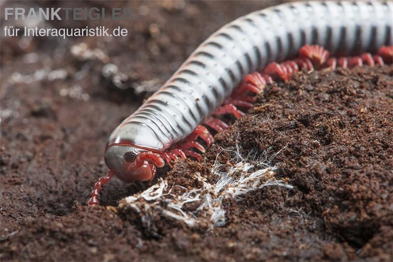 Regenbogentausendfüßer, Tonkinbolus dollfusi Regenbogentausendfüßer, Tonkinbolus Dollfusi -Zoofachgeschäft Tonkinbolus dollfusi 20