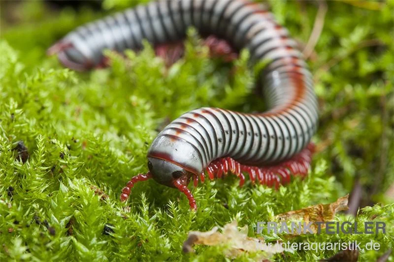 Regenbogentausendfüßer, Tonkinbolus dollfusi Regenbogentausendfüßer, Tonkinbolus Dollfusi -Zoofachgeschäft Tonkinbolus dollfusi 6