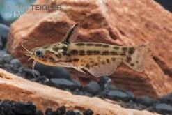 Trugdornwels "Woodcat", Trachelyichthys Exilis -Zoofachgeschäft Trachelyichthys exilis 4