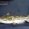 Wurzelwels, Trachelyopterus Galeatus -Zoofachgeschäft Trachelyopterus galeatus