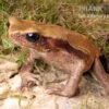 Tropfenkröte, Bufo Guttatus -Zoofachgeschäft Tropfenkroete Bufo guttatus 1
