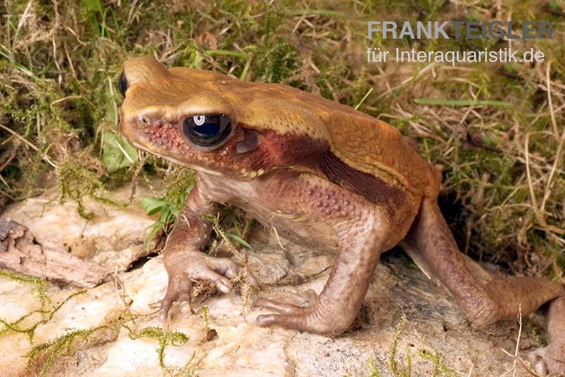Tropfenkröte, Bufo guttatus Tropfenkröte, Bufo Guttatus -Zoofachgeschäft Tropfenkroete Bufo guttatus 1