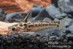 Trugdornwels "Woodcat", Trachelyichthys Exilis