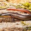 Tüpfellippenskink, Trachylepis Maculilabris -Zoofachgeschäft Tuepfellippenskink Trachylepis maculilabris 1