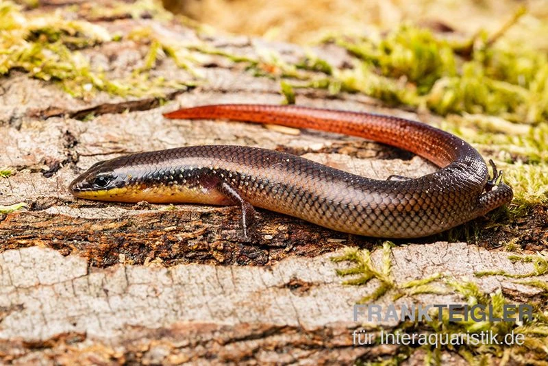 Tüpfellippenskink, Trachylepis maculilabris Tüpfellippenskink, Trachylepis Maculilabris -Zoofachgeschäft Tuepfellippenskink Trachylepis maculilabris 1