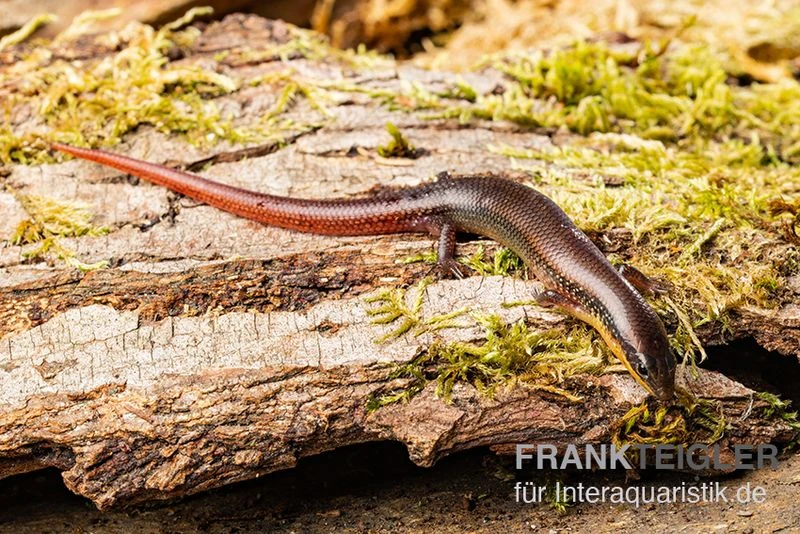 Tüpfellippenskink, Trachylepis maculilabris Tüpfellippenskink, Trachylepis Maculilabris -Zoofachgeschäft Tuepfellippenskink Trachylepis maculilabris 2