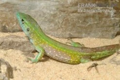 Tüpfelrennechse, Cnemidophorus Lemniscatus -Zoofachgeschäft Tuepfelrennechse Cnemidophorus lemniscatus 1