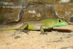 Tüpfelrennechse, Cnemidophorus Lemniscatus -Zoofachgeschäft Tuepfelrennechse Cnemidophorus lemniscatus 2