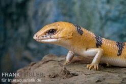 Tunesischer Nachtskink, Scincopus Fasciatus -Zoofachgeschäft Tunesischer Nachtskink Scincopus fasciatus 3