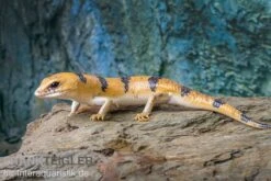 Tunesischer Nachtskink, Scincopus Fasciatus -Zoofachgeschäft Tunesischer Nachtskink Scincopus fasciatus 4
