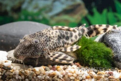 Ucayali-Zwergschilderwels, L205, Peckoltia Sp.