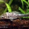 Vampir-Otocinclus, Nannoptopoma Sternoptychum 2 Vampir-Otocinclus, Nannoptopoma Sternoptychum -Zoofachgeschäft Vampir Otocinclus Nannoptopoma sternoptych
