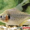 Vertikalstreifen-Piranha, Serrasalmus Humeralis 1 Vertikalstreifen-Piranha, Serrasalmus Humeralis -Zoofachgeschäft Vertikalstreifen Piranha Serrasalmus humeralis 1