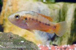 Vielfarbiger Maulbrüter, Pseudocrenilabrus Multicolor