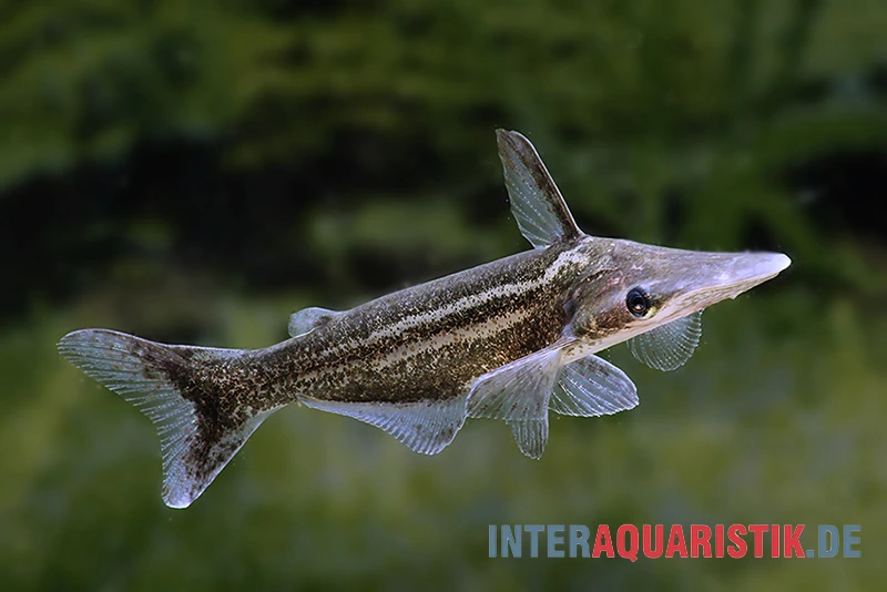 Vittatus-Wels, Ageneiosus vittatus Vittatus-Wels, Ageneiosus Vittatus -Zoofachgeschäft Vittatus Wels Ageneiosus vittatus 1