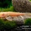 Wabenschilderwels Albino, Glyptoperichthys Gibbiceps 2 Wabenschilderwels Albino, Glyptoperichthys Gibbiceps -Zoofachgeschäft Wabenschilderwels albino Glyptoperichthys gibbiceps 1