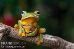 Wallace-Flugfrosch, Rhacophorus Nigropalmatus -Zoofachgeschäft Wallace Flugfrosch Racophorus nigropalmatus 4