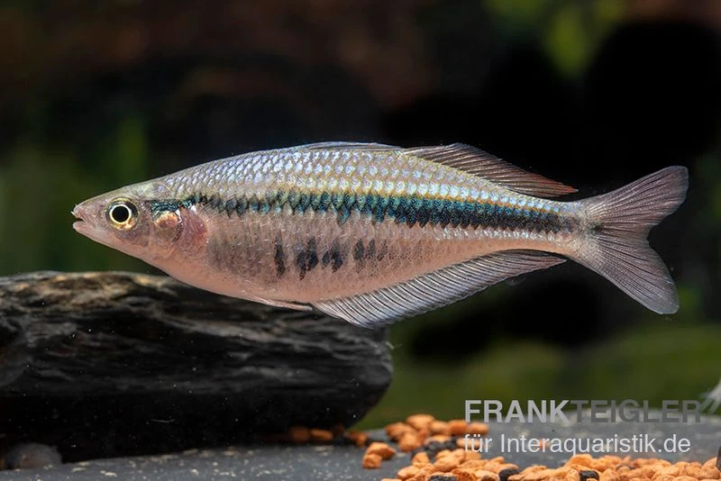 Wapoga-Regenbogenfisch, Chilatherina alleni "Wapoga", 5 Tiere Wapoga-Regenbogenfisch, Chilatherina Alleni "Wapoga", 5 Tiere -Zoofachgeschäft Wapoga Regenbogenfisch Chilaterina alleni Wapoga 10
