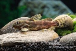 Waterlots Fiederbartwels, Synodontis Waterloti -Zoofachgeschäft Waterlots Fiederbartwels Synodontis waterloti neu 1