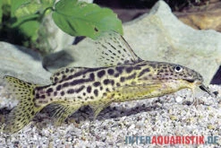 Waterlots Fiederbartwels, Synodontis Waterloti -Zoofachgeschäft Waterlots Fiederbartwels Synodontis waterloti neu