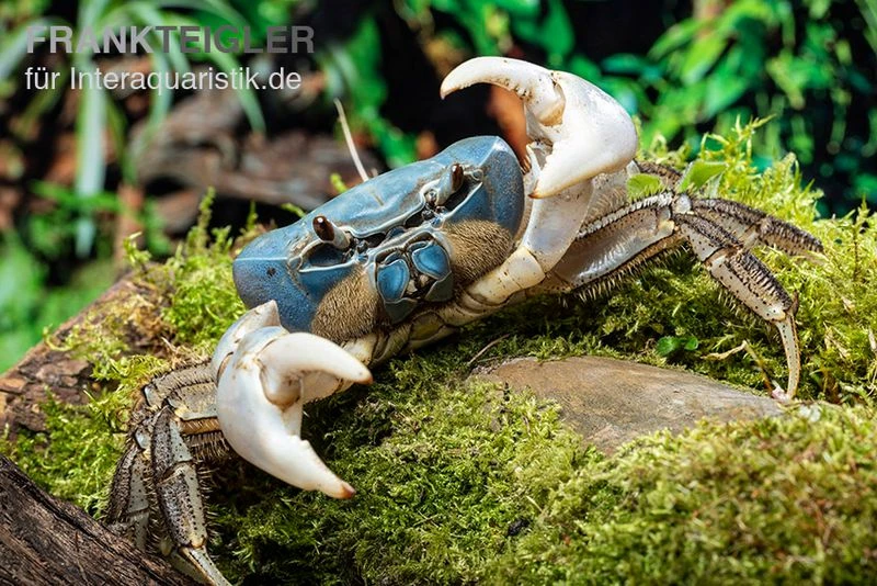 Weihnachtsinsel-Krabbe, Discoplax celeste Weihnachtsinsel-Krabbe, Discoplax Celeste -Zoofachgeschäft Weihnachtsinsel Krabbe Discoplax celeste 1