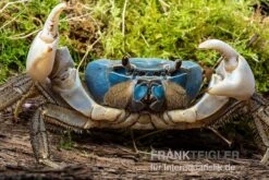 Weihnachtsinsel-Krabbe, Discoplax Celeste 4 Weihnachtsinsel-Krabbe, Discoplax Celeste -Zoofachgeschäft Weihnachtsinsel Krabbe Discoplax celeste 3