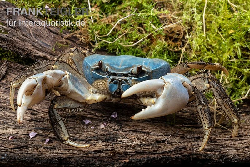 Weihnachtsinsel-Krabbe, Discoplax celeste Weihnachtsinsel-Krabbe, Discoplax Celeste -Zoofachgeschäft Weihnachtsinsel Krabbe Discoplax celeste 4