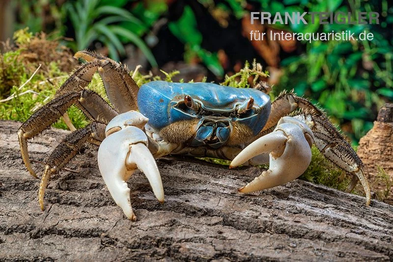 Weihnachtsinsel-Krabbe, Discoplax celeste Weihnachtsinsel-Krabbe, Discoplax Celeste -Zoofachgeschäft Weihnachtsinsel Krabbe Discoplax celeste 5